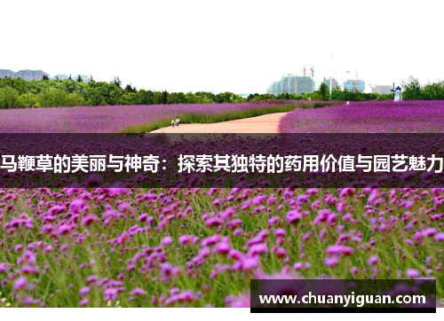 马鞭草的美丽与神奇：探索其独特的药用价值与园艺魅力